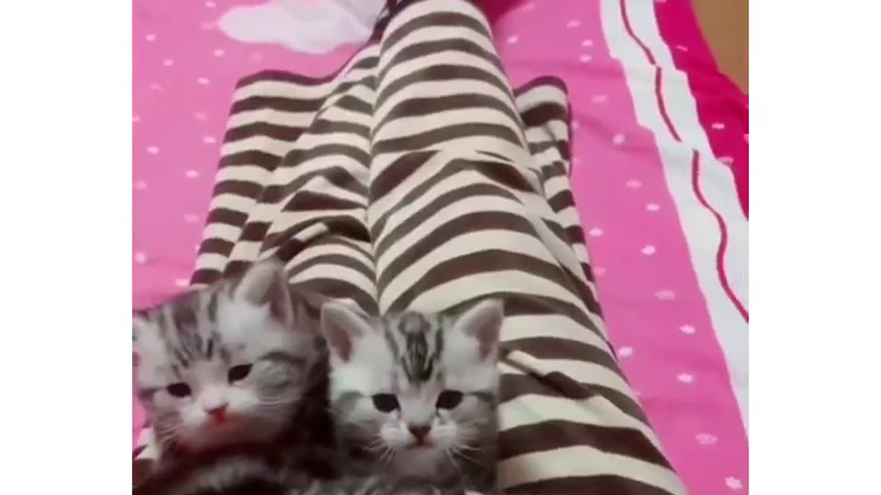 Cute cat baby's 🥰😍