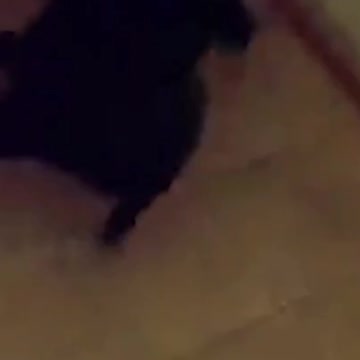 Dog vs Laser Pointer