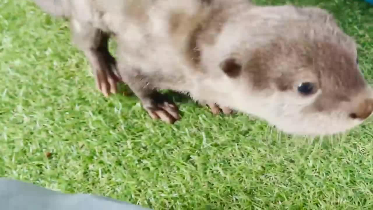 Baby Otter Learns how to Swim and more!