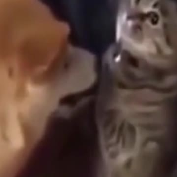 cat hitting dog #cat #dog