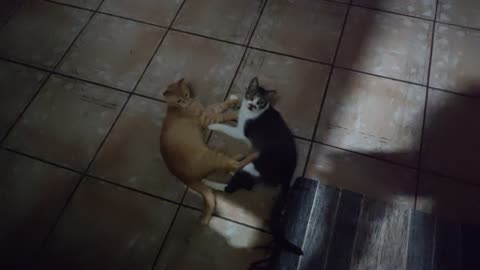 Gatos sendo Gatos