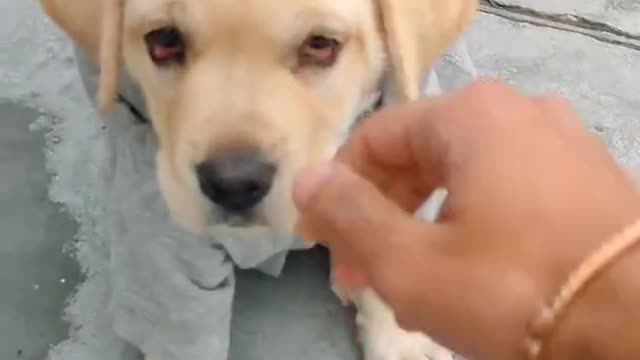 Labrador Puppy Training | Bella Nehra |60 Days Old Labrador Puppy Training Day 3