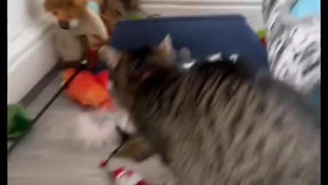 Kitty friends 🤝