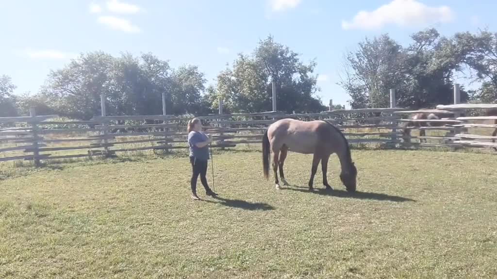 motivating a 'lazy' horse