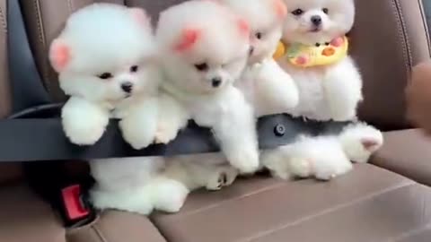 Cute dog video