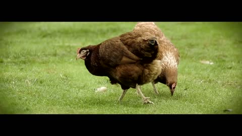 "Chickens" Short film shot on Nikon D3100 edited in Final Cut Pro cinema footage test dslr