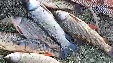 🥰Kamran Nazeer Fishing at Beer Pull Tarbela16/09/2023