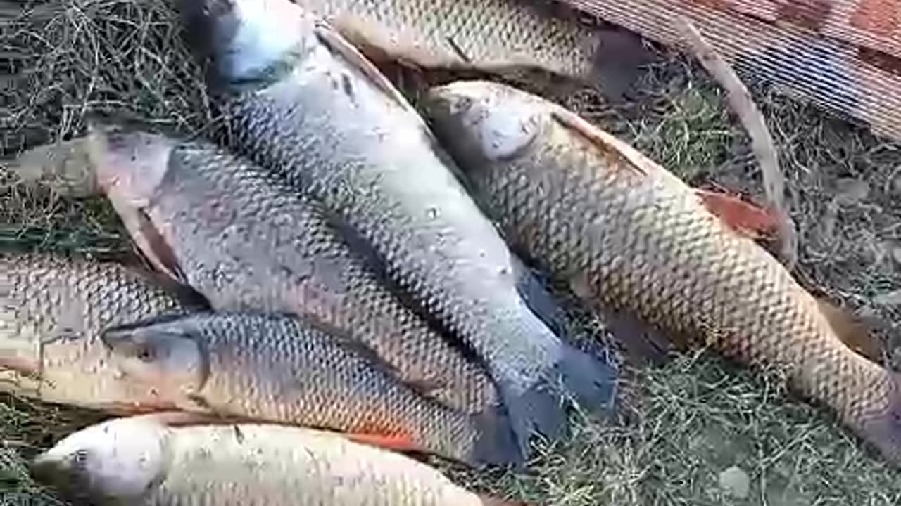 🥰Kamran Nazeer Fishing at Beer Pull Tarbela16/09/2023