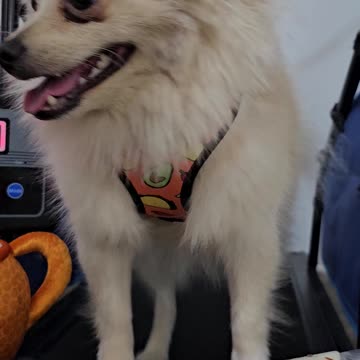 Winnie the Workout Warrior 🏃‍♀️🐶 | Cute dog exercise treadmill video