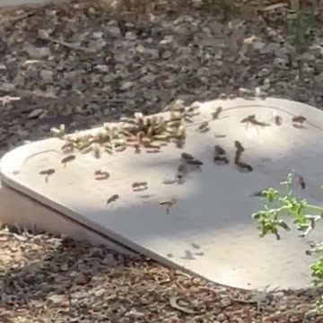 Killer Bees in Scottsdale, Arizona?!?