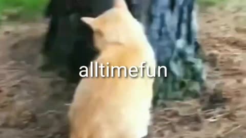 Funny moments 🤣🤣 dog 🐕 and 🐈 cat || AllTimeFuns