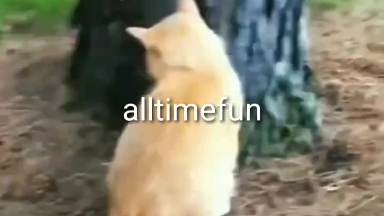 Funny moments 🤣🤣 dog 🐕 and 🐈 cat || AllTimeFuns