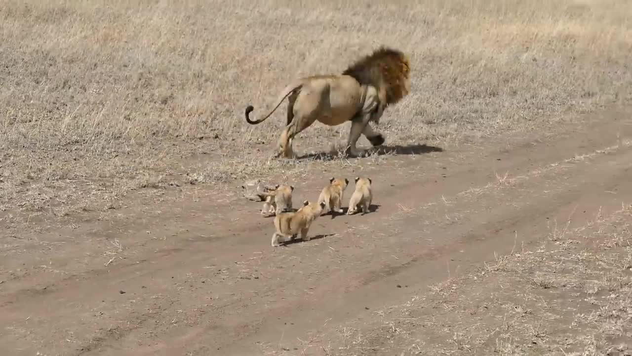 Lion dad tries to ditch his kids