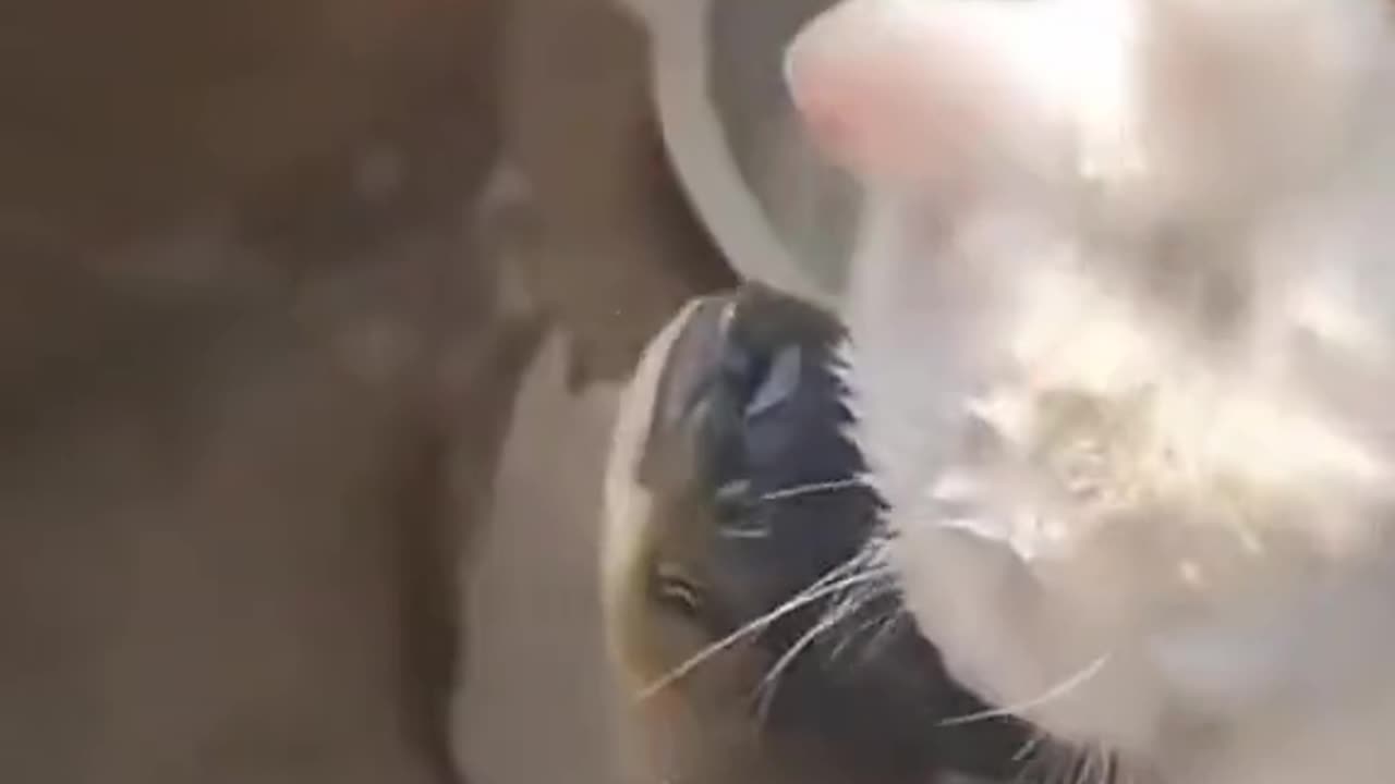 Cat vs fish