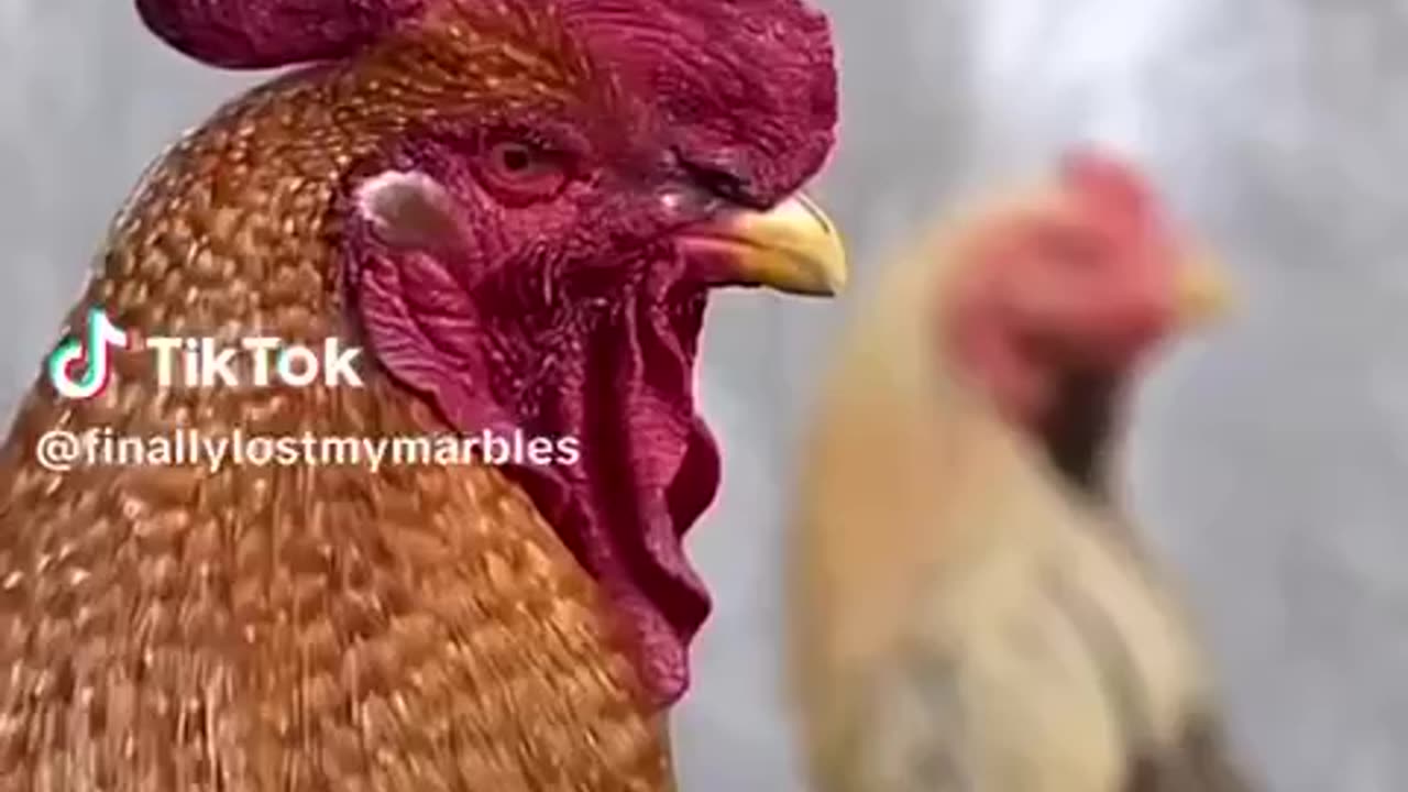 Warriors "Chickens R Powerful"