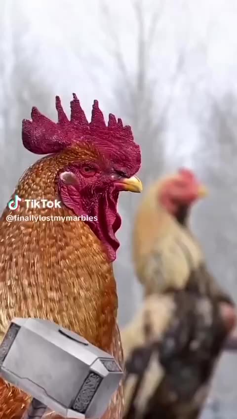 Warriors "Chickens R Powerful"