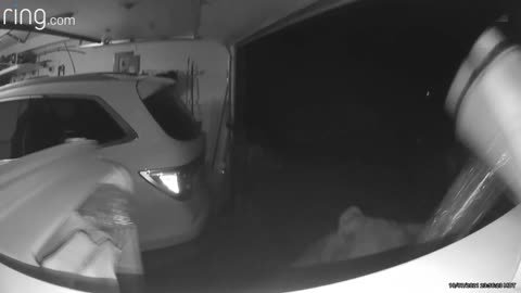 Bear Raids Garage Freezer