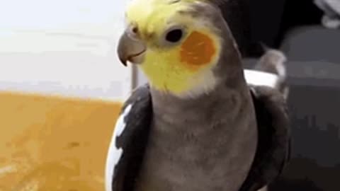 Cute Parrot Gif 🦜