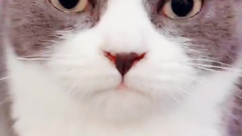 Cute cats