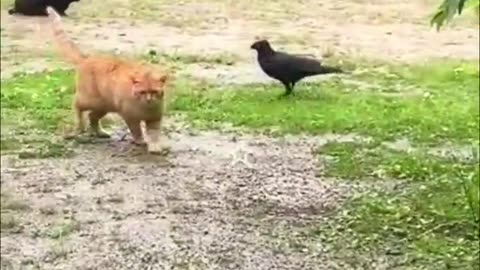 Best Funniest Animal Videos 2023 😅 - Funny Cats And Dogs Videos #2 😂
