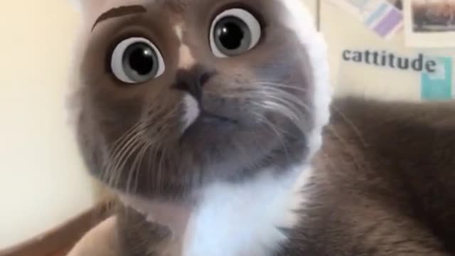 Funny cat reaction #cat #faceswitch #instagram