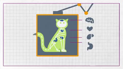 Can I Feed My Cat Dog Food_ - Whiskas K.I.T._2
