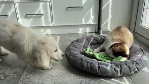 What does a Golden Retriever Puppy do when a Cat Occupied her Bed