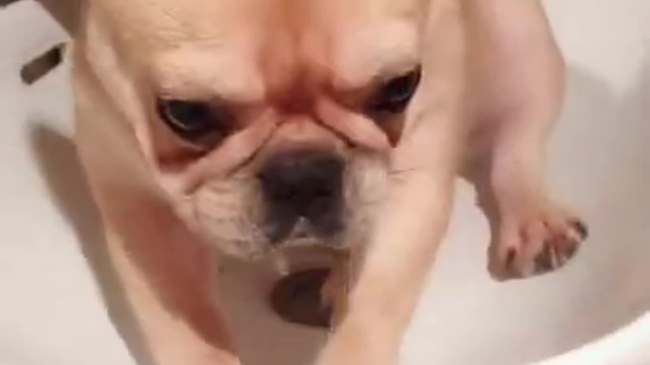 Baby Dog funny video