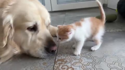 Mom Cat Shows Baby Kittens how to be friends with a Golden Retriever