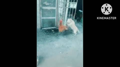 Animals Funny 😆😆😆 Video