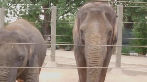 Elefante do Zoológico de Houston recebe a primeira vacina mRNA EEHV 🤬