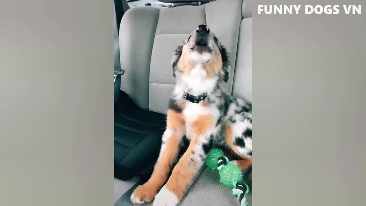 Funniest Animals Video