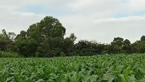 plantation Corn