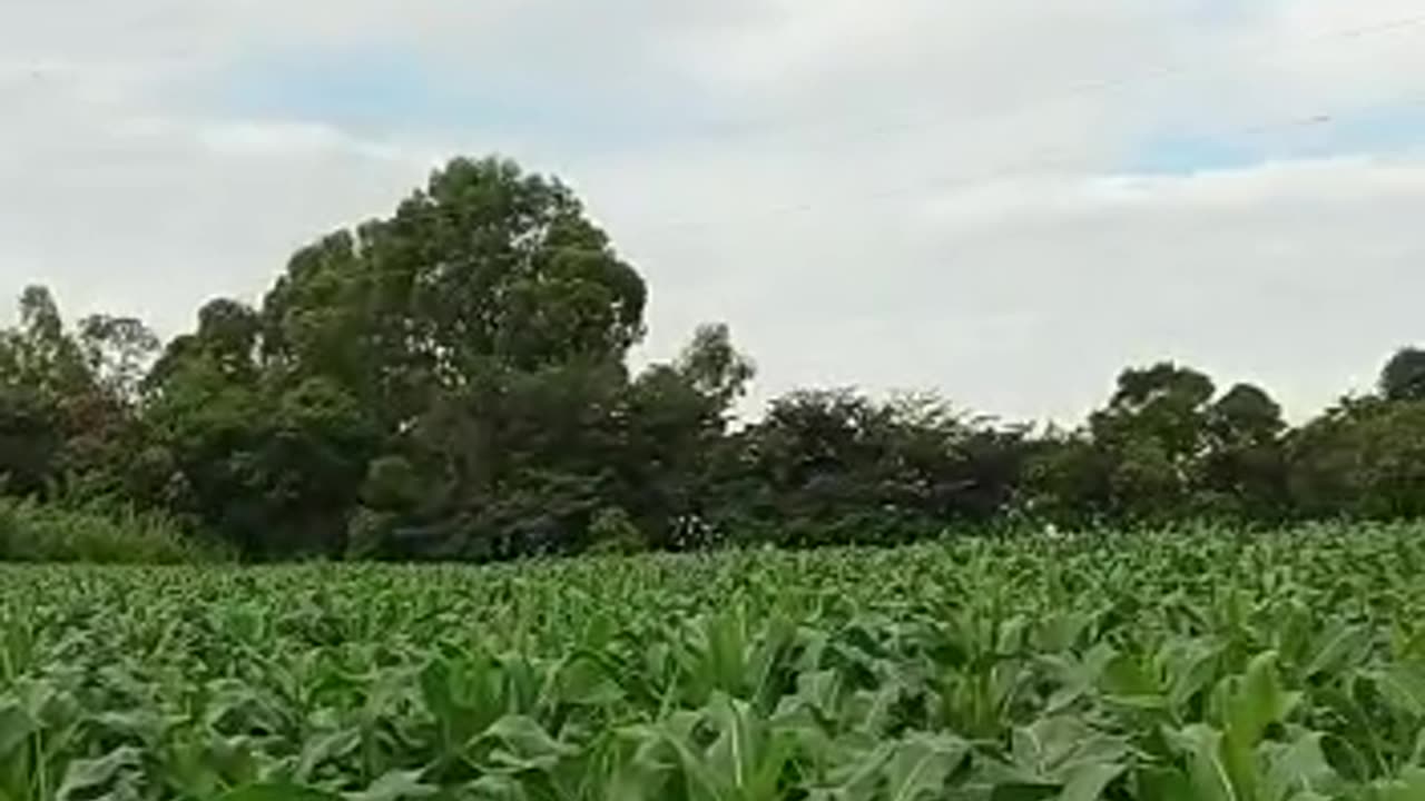 plantation Corn