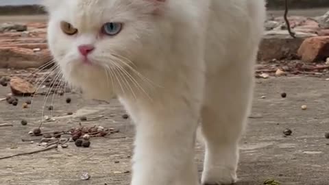 Cute cat