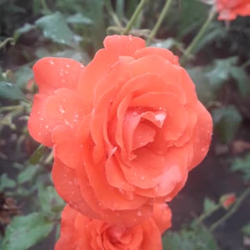 Roses in raindrops