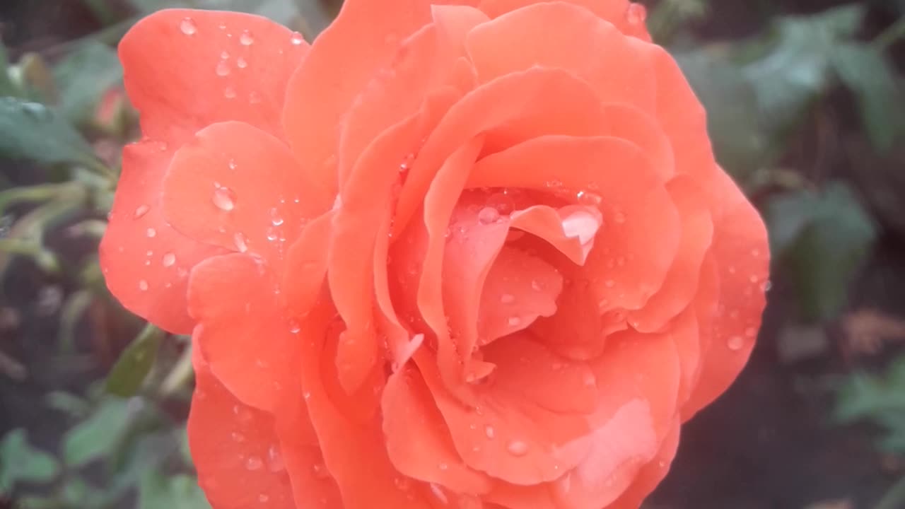 Roses in raindrops