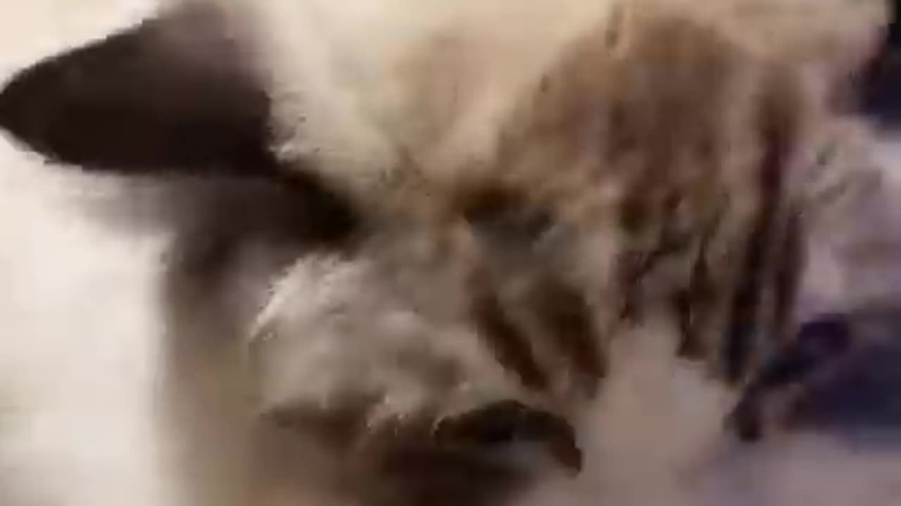 Aww Cute Cats Videos #catmeow Funny Animals Compilationš¹ Try Not To Laugh Challenge MV32 #shorts