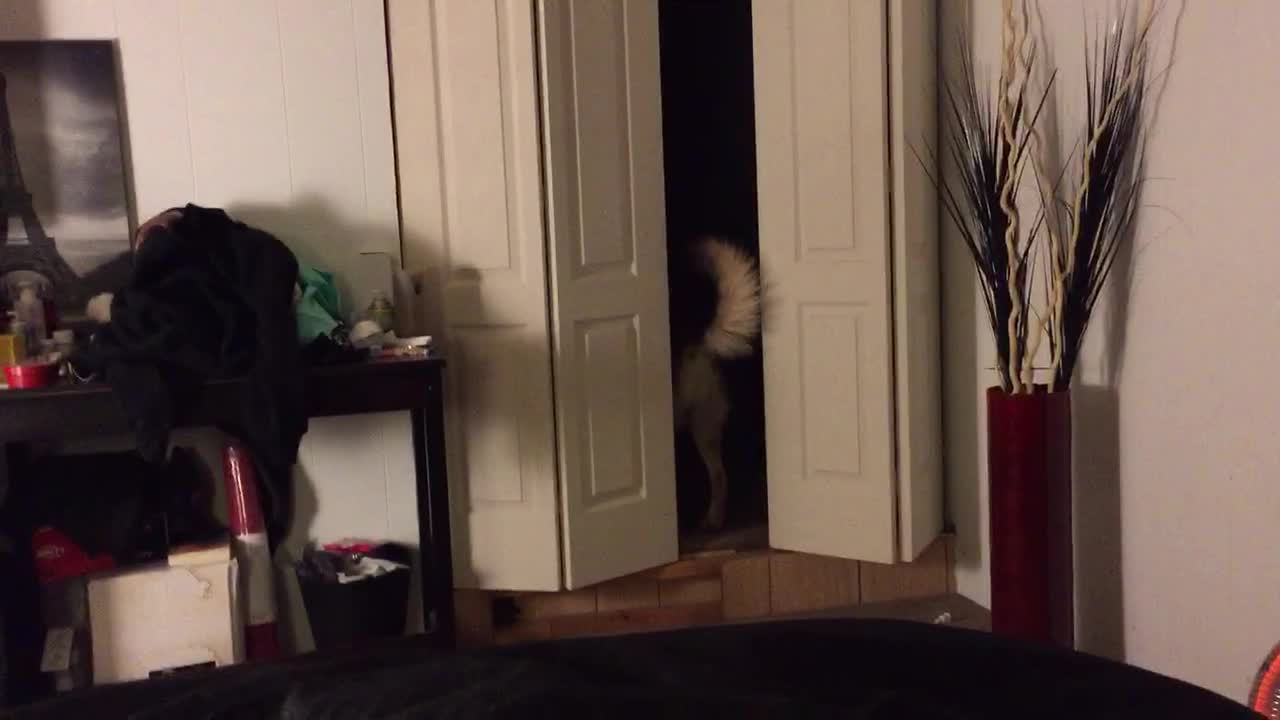 German Shepherd not allowed in bedroom, hides in closet