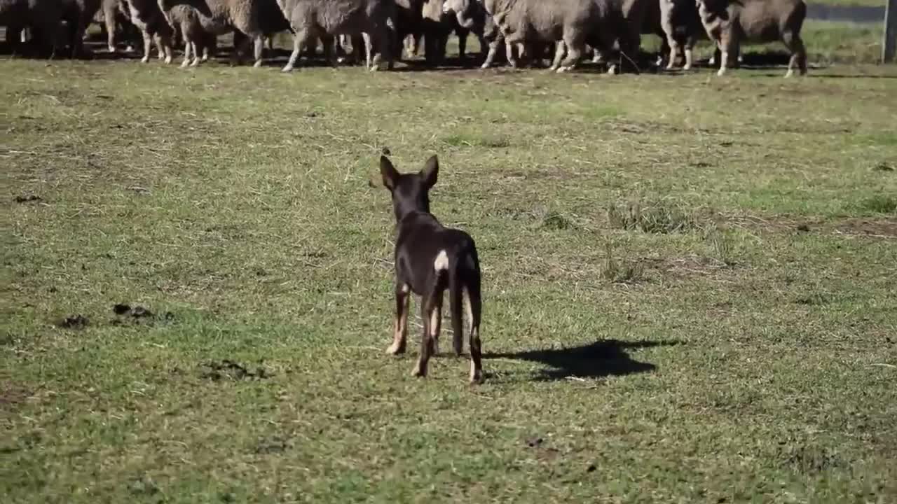 Little Karmala Ness having her first introduction to sheep