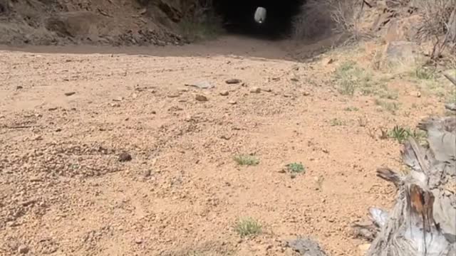 little rip in the mountains #honda #grom #gromsquad #rockymountains #tunnel #goldcamproad