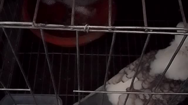 Cat funny video