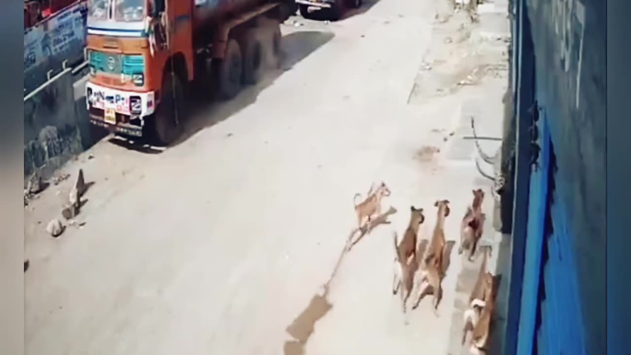 How did this street dog save the people from the leopard! Street Dogs vs Leopard fight