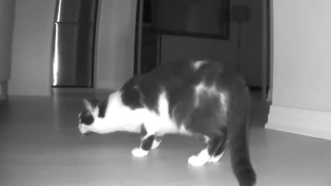 Listen to this cat literally say "hello" over and over again