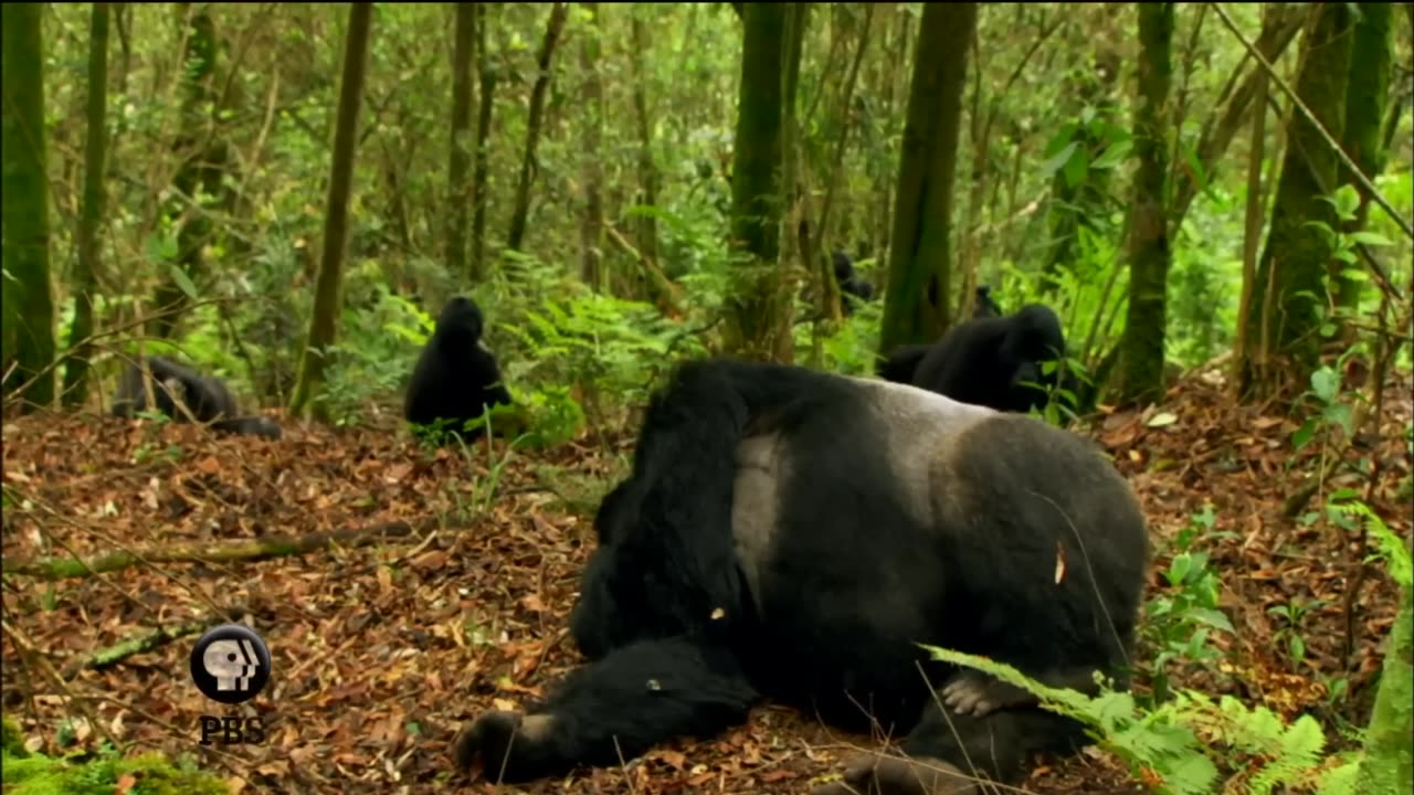 Gorilla Mating Games | Love in The Animal Kingdom | Nature on PBS