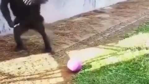 Better soccer player than me. 😂😂😂