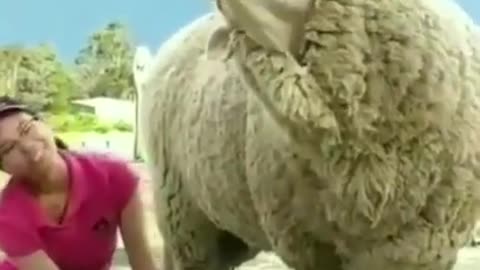 Sheep Getting Tickled #shorts #viral #shortsvideo #video