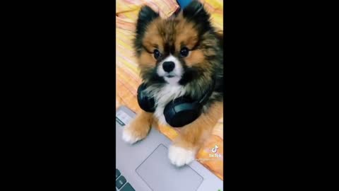 HILARIOUS CUTE PUPPIES!!!