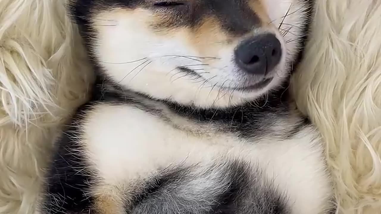 Cute cat