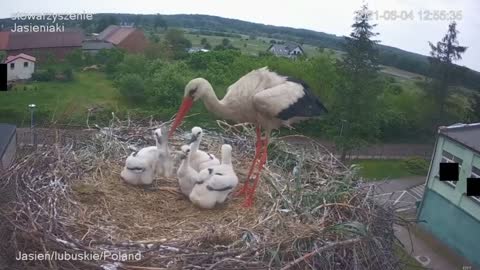 Stork kills chick - A kis fióka szelektálása - Jasienia /polish, lengyel